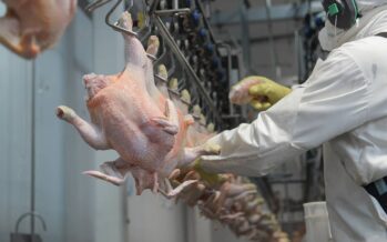 Somos líderes en la fabricación de equipamiento especializado para la faena de pollos en la industria avícola y alimenticia