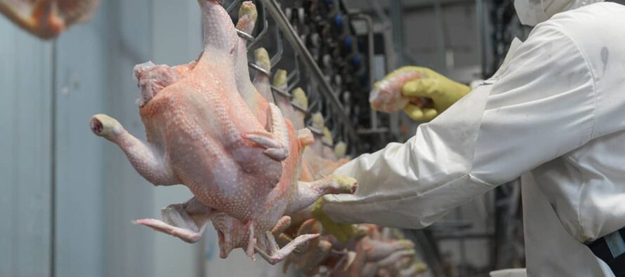 Somos líderes en la fabricación de equipamiento especializado para la faena de pollos en la industria avícola y alimenticia