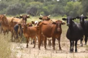 Nuevo sistema digital unifica la trazabilidad del ganado y potencia su uso. Fotografía editorial relacionada con sistema de trazabilidad animal. publicada en Novedades Web