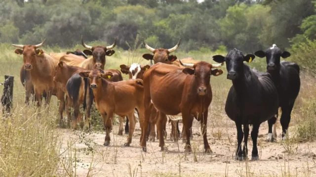 Nuevo sistema digital unifica la trazabilidad del ganado y potencia su uso. Fotografía editorial relacionada con sistema de trazabilidad animal. publicada en Novedades Web