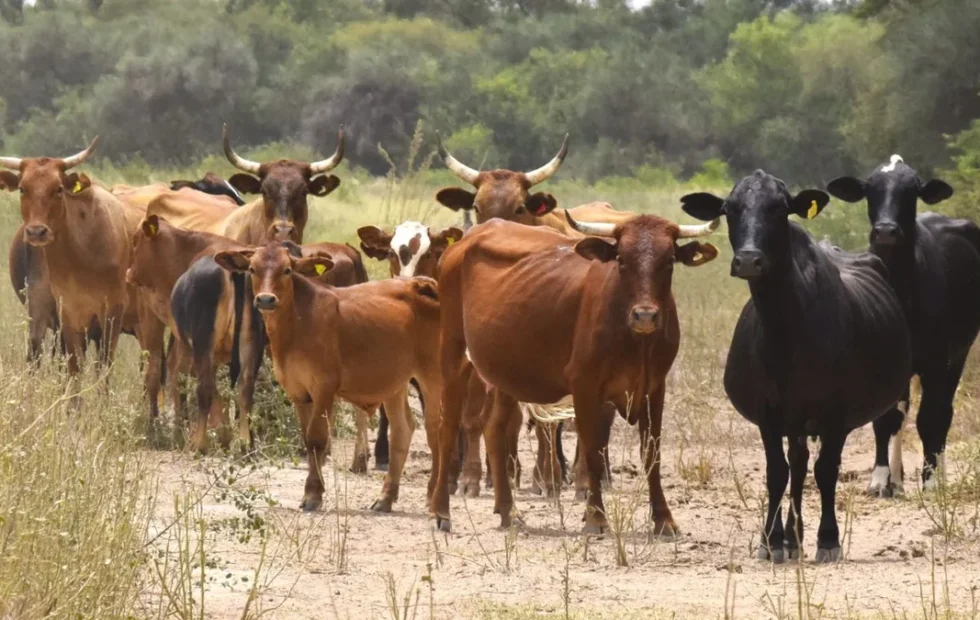Nuevo sistema digital unifica la trazabilidad del ganado y potencia su uso. Fotografía editorial relacionada con sistema de trazabilidad animal. publicada en Novedades Web