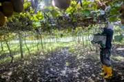 Kiwis en Miramar: la costa argentina que mira hacia Nueva Zelanda. Imagen destacada sobre kiwis en Miramar. publicada en Novedades Web