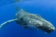 Ruido de embarcaciones reduce hasta 45% el registro de cantos de ballena. Imagen destacada sobre ruido de embarcaciones. publicada en Novedades Web