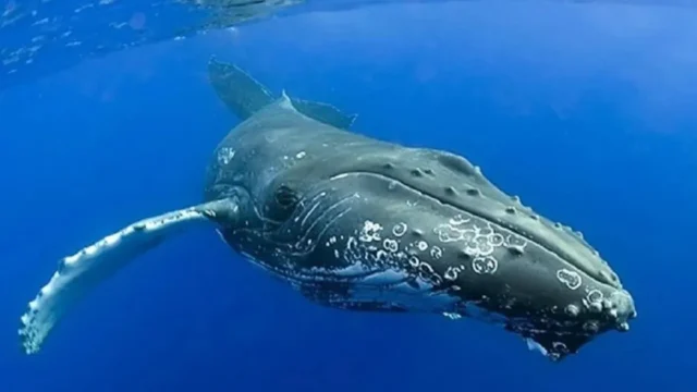 Ruido de embarcaciones reduce hasta 45% el registro de cantos de ballena. Imagen destacada sobre ruido de embarcaciones. publicada en Novedades Web