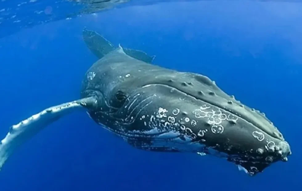 Ruido de embarcaciones reduce hasta 45% el registro de cantos de ballena. Imagen destacada sobre ruido de embarcaciones. publicada en Novedades Web