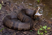 Serpiente venenosa dentro de un casco: el susto que vivió un jugador. Imagen destacada sobre serpiente venenosa dentro de un casco. publicada en Novedades Web