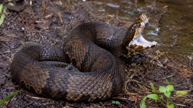 Serpiente venenosa dentro de un casco: el susto que vivió un jugador. Imagen destacada sobre serpiente venenosa dentro de un casco. publicada en Novedades Web