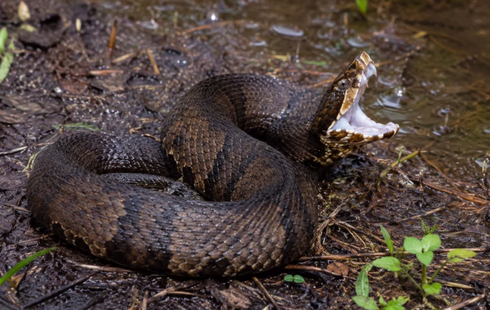 Serpiente venenosa dentro de un casco: el susto que vivió un jugador. Imagen destacada sobre serpiente venenosa dentro de un casco. publicada en Novedades Web