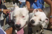 Ataque de perro en Villa Dolores: una nena de 4 años sigue internada. Imagen destacada sobre ataque de perro en Villa Dolores. publicada en Novedades Web