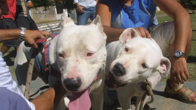 Ataque de perro en Villa Dolores: una nena de 4 años sigue internada. Imagen destacada sobre ataque de perro en Villa Dolores. publicada en Novedades Web