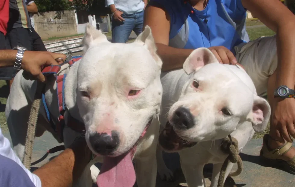 Ataque de perro en Villa Dolores: una nena de 4 años sigue internada. Imagen destacada sobre ataque de perro en Villa Dolores. publicada en Novedades Web