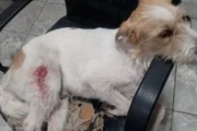 Balaceras en Villa Gobernador Gálvez: más de 50 disparos y un perro herido. Imagen destacada sobre balaceras en Villa Gobernador Gálvez. publicada en Novedades Web