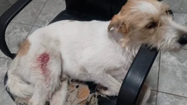 Balaceras en Villa Gobernador Gálvez: más de 50 disparos y un perro herido. Imagen destacada sobre balaceras en Villa Gobernador Gálvez. publicada en Novedades Web