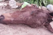 Caballos robados en Pilar y General Rodríguez: crece la alarma rural. Imagen destacada sobre caballos robados en Pilar. publicada en Novedades Web