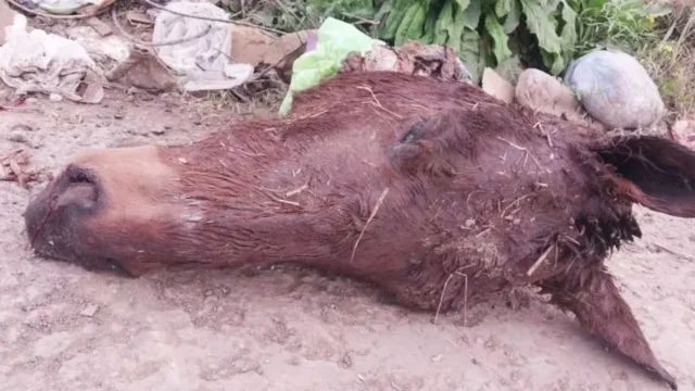 Caballos robados en Pilar y General Rodríguez: crece la alarma rural. Imagen destacada sobre caballos robados en Pilar. publicada en Novedades Web