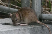 Leptospirosis en Santa Fe: refuerzan la prevención ante posibles inundaciones. Imagen destacada sobre leptospirosis en Santa Fe. publicada en Novedades Web