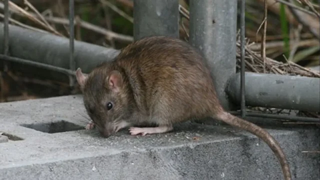 Leptospirosis en Santa Fe: refuerzan la prevención ante posibles inundaciones. Imagen destacada sobre leptospirosis en Santa Fe. publicada en Novedades Web