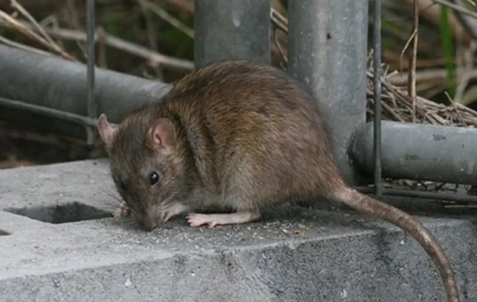 Leptospirosis en Santa Fe: refuerzan la prevención ante posibles inundaciones. Imagen destacada sobre leptospirosis en Santa Fe. publicada en Novedades Web