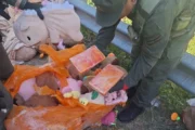 Narcopeluches: hallan marihuana y cocaína dentro de carpinchos de felpa. Fotografía editorial relacionada con narcopeluches en Catamarca. publicada en Novedades Web