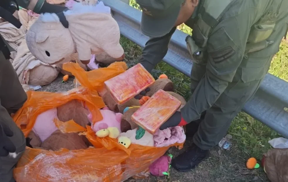 Narcopeluches: hallan marihuana y cocaína dentro de carpinchos de felpa. Fotografía editorial relacionada con narcopeluches en Catamarca. publicada en Novedades Web