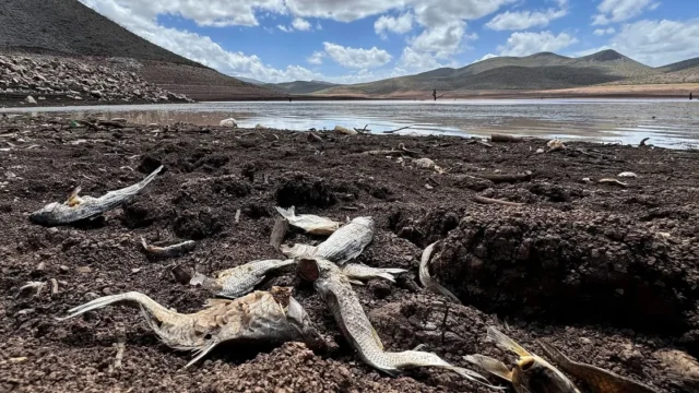 Súper Niño 2026: la sequía podría dejar a 16 millones sin alimentos. Imagen destacada sobre Súper Niño 2026. publicada en Novedades Web
