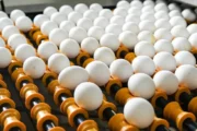 Consumo de huevo: Argentina lidera el mundo con 400 unidades por persona. Imagen destacada sobre consumo de huevo. publicada en Novedades Web