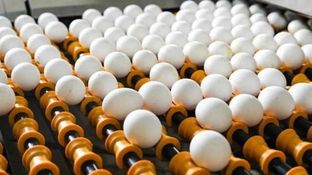 Consumo de huevo: Argentina lidera el mundo con 400 unidades por persona. Imagen destacada sobre consumo de huevo. publicada en Novedades Web
